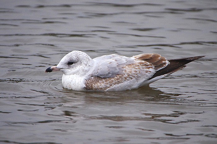 Ring-billed Gull