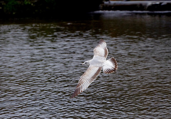 Ring-billed Gull