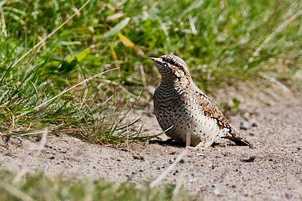 Wryneck