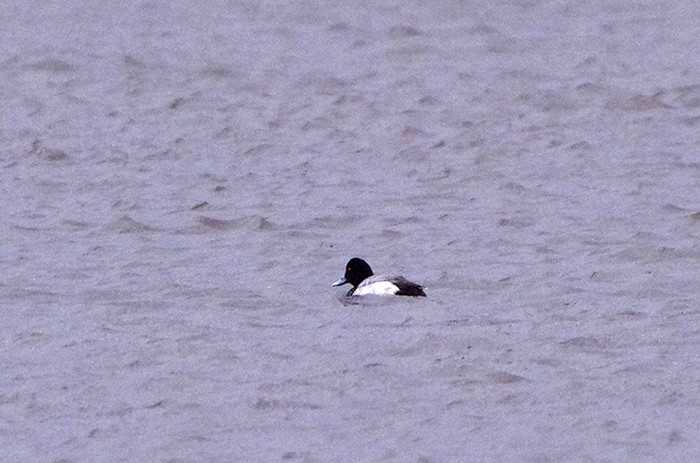 Lesser Scaup