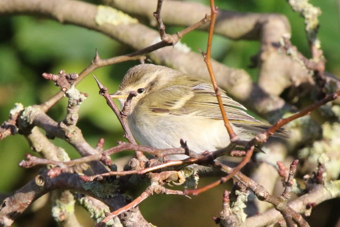 Hume's Warbler