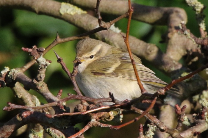 Hume's Warbler