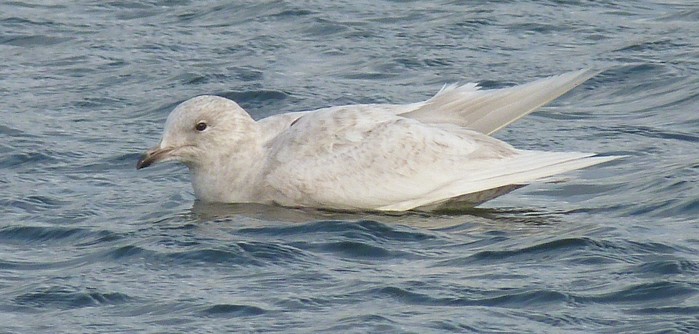 Iceland Gull