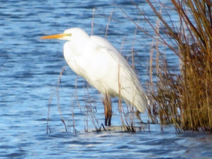 Great White Egret