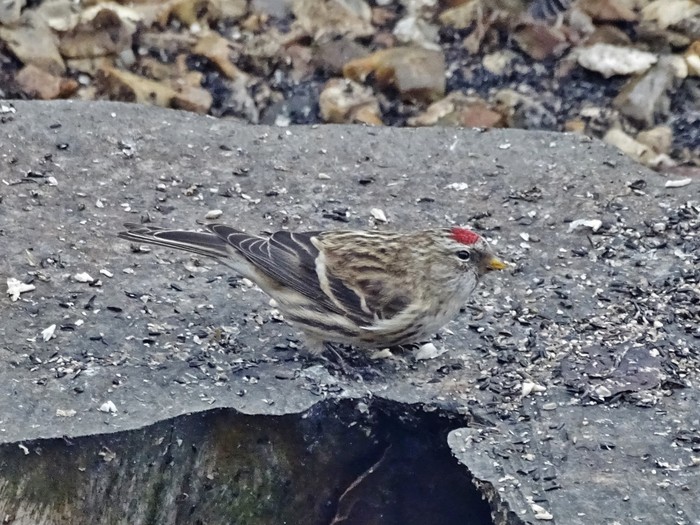 Mealy Redpoll