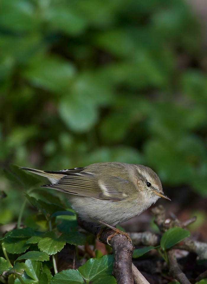 Hume's Warbler