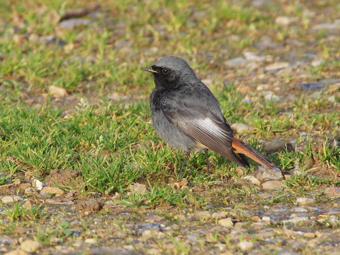 Black Redstart