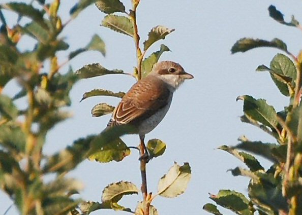 Red-backed Shrike