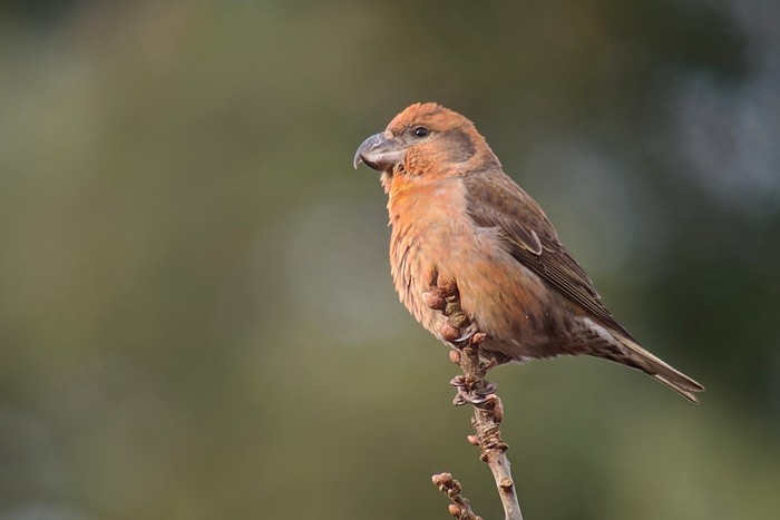 Parrot Crossbill