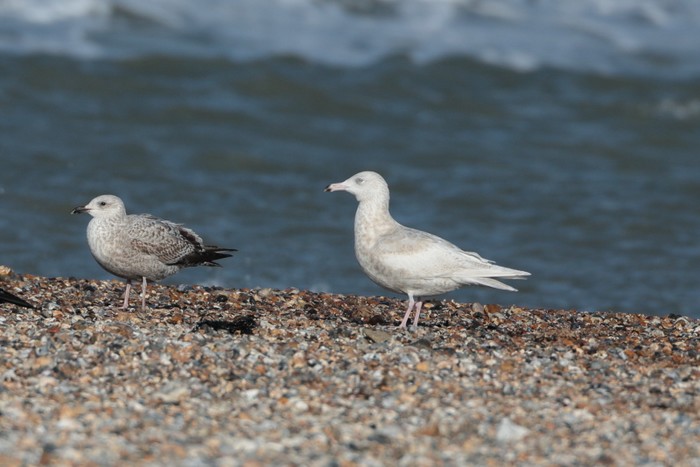Glaucous Gull