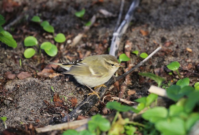 Hume's Warbler