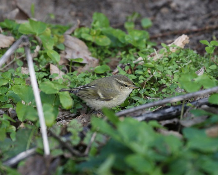 Hume's Warbler