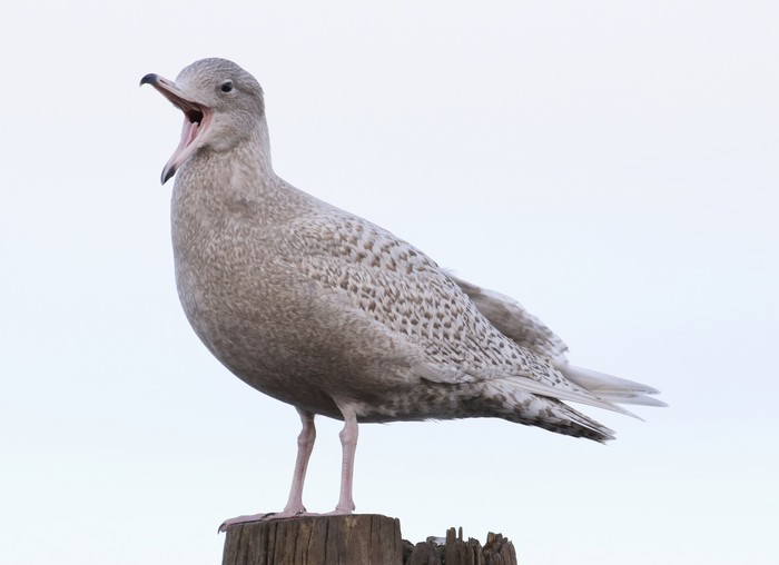Glaucous Gull