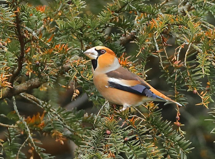 Hawfinch