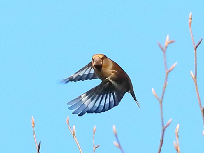 Hawfinch