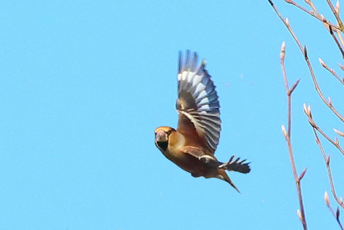 Hawfinch