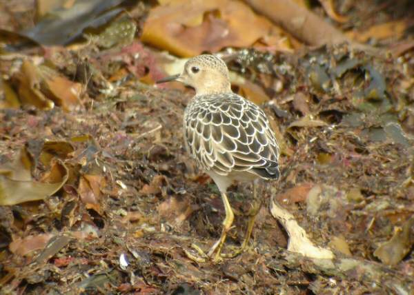 Buff-breasted Sandpiper