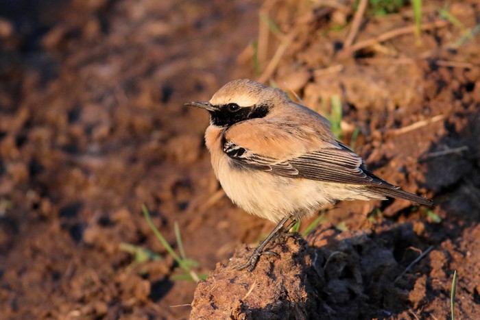 Desert Wheatear