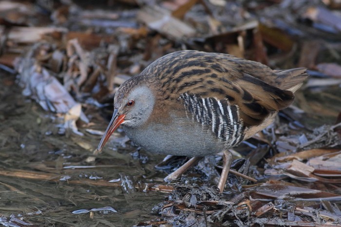 Water Rail