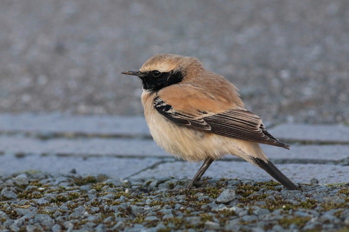Desert Wheatear
