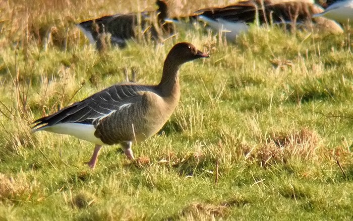 Pink-footed Goose