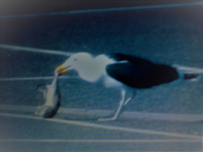 Great Black-backed Gull