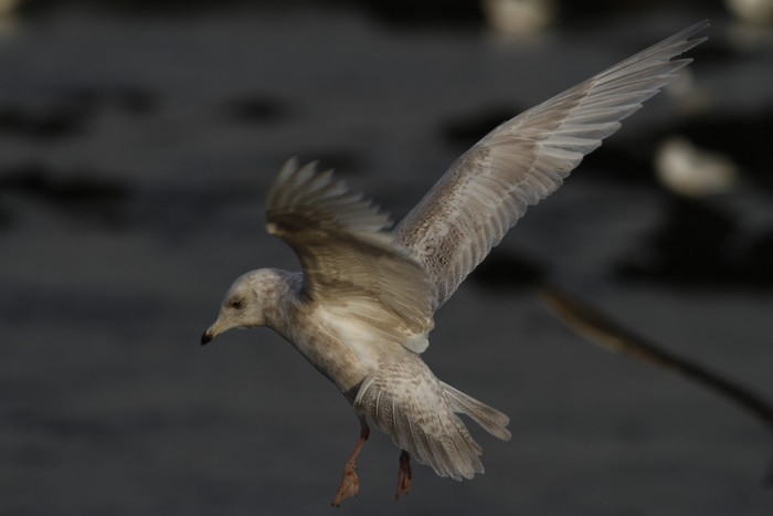 Kumlien's Gull