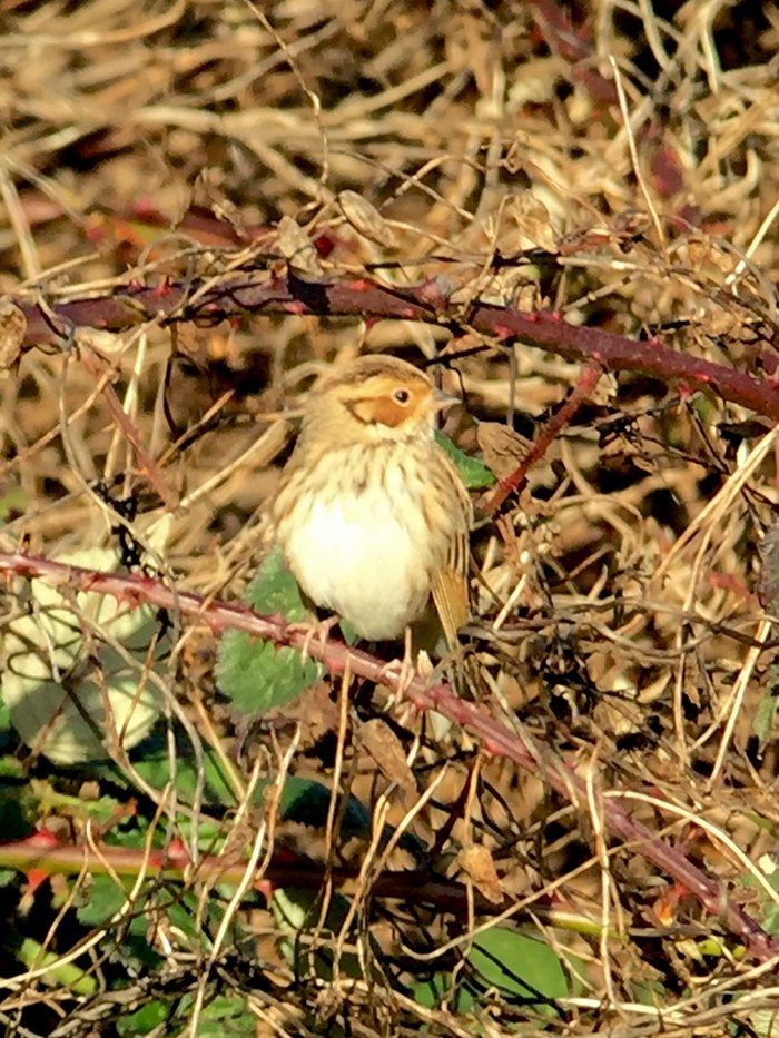 Little Bunting
