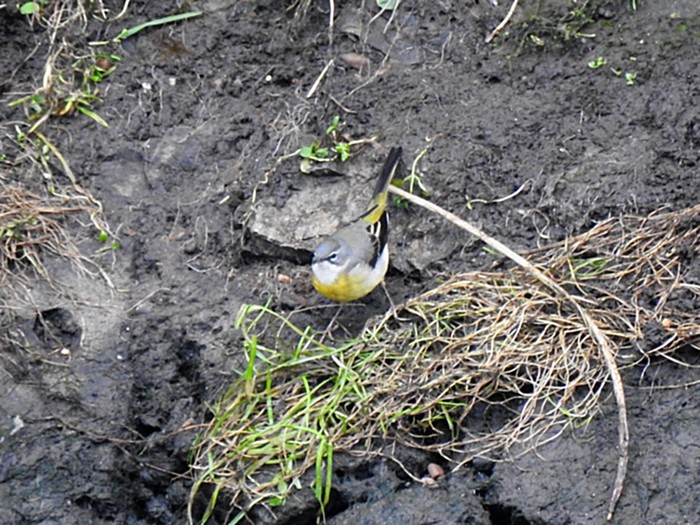 Grey Wagtail