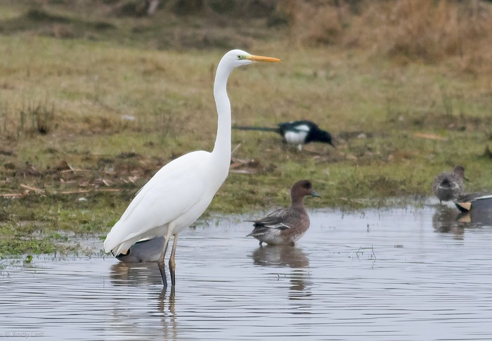 Great White Egret