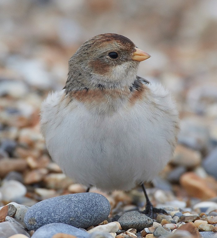 Snow Bunting