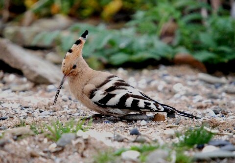 Hoopoe