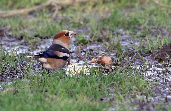 Hawfinch