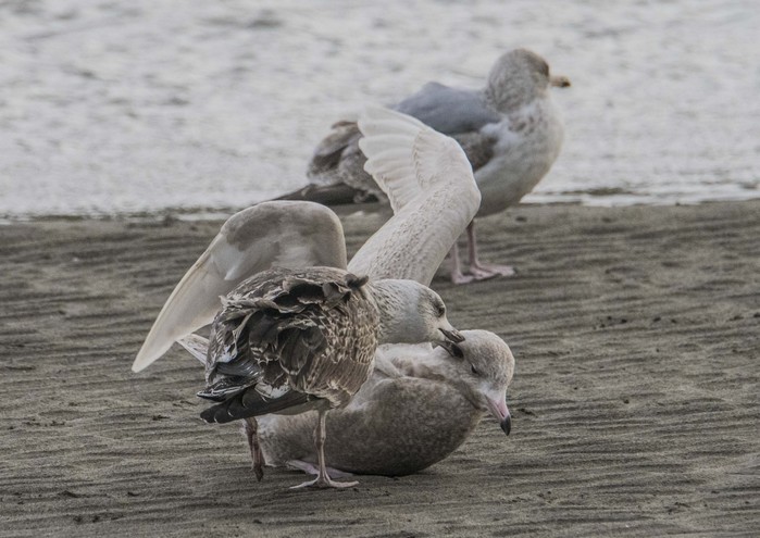Iceland Gull