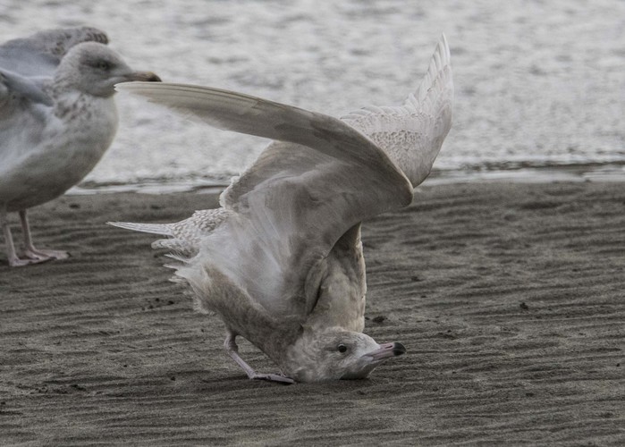 Iceland Gull