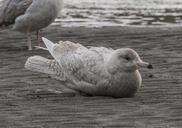Iceland Gull