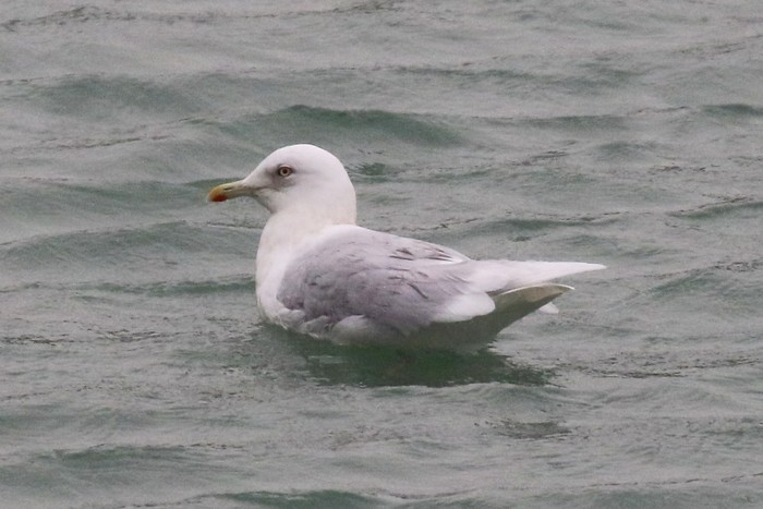 Kumlien's Gull