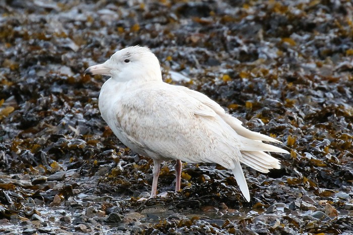 Glaucous Gull