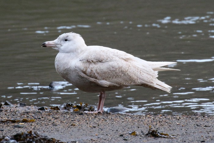 Glaucous Gull