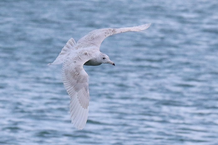 Glaucous Gull