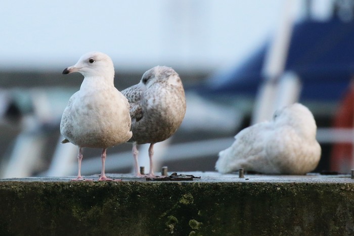 Iceland Gull