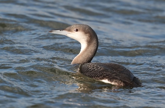 Black-throated Diver