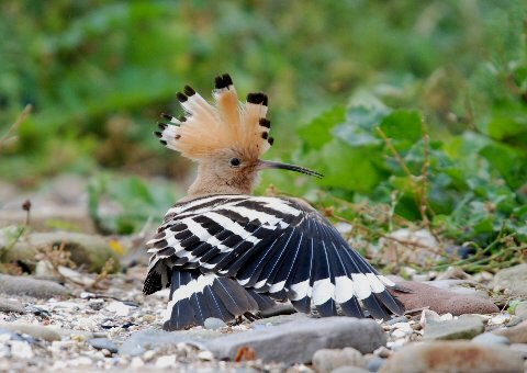 Hoopoe