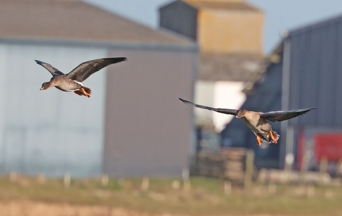 Tundra Bean Goose