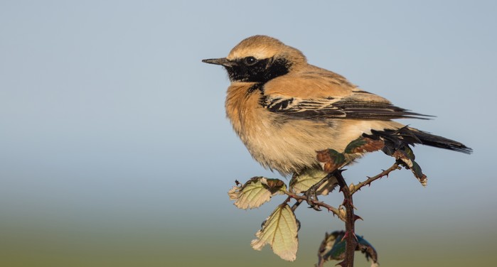 Desert Wheatear