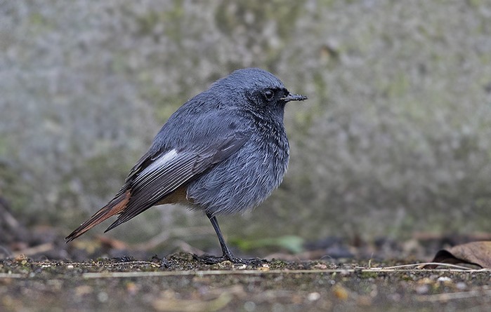 Black Redstart