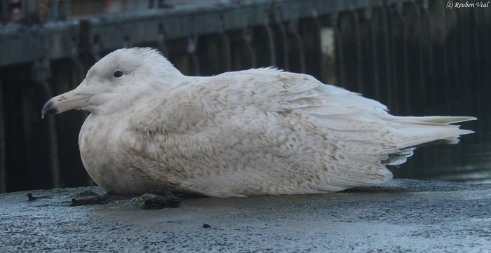 Glaucous Gull