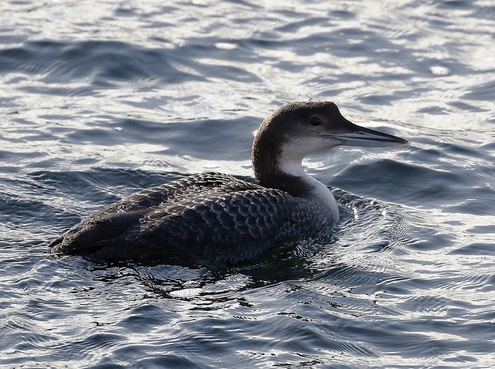Great Northern Diver