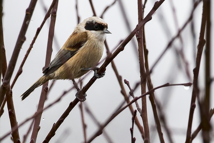 Penduline Tit