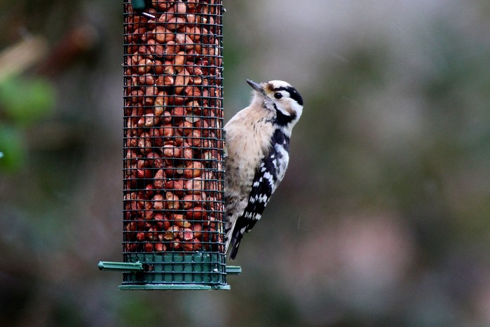 Lesser Spotted Woodpecker